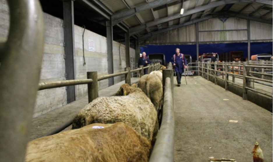 How do marts reopen under new protocols - and what can they do?