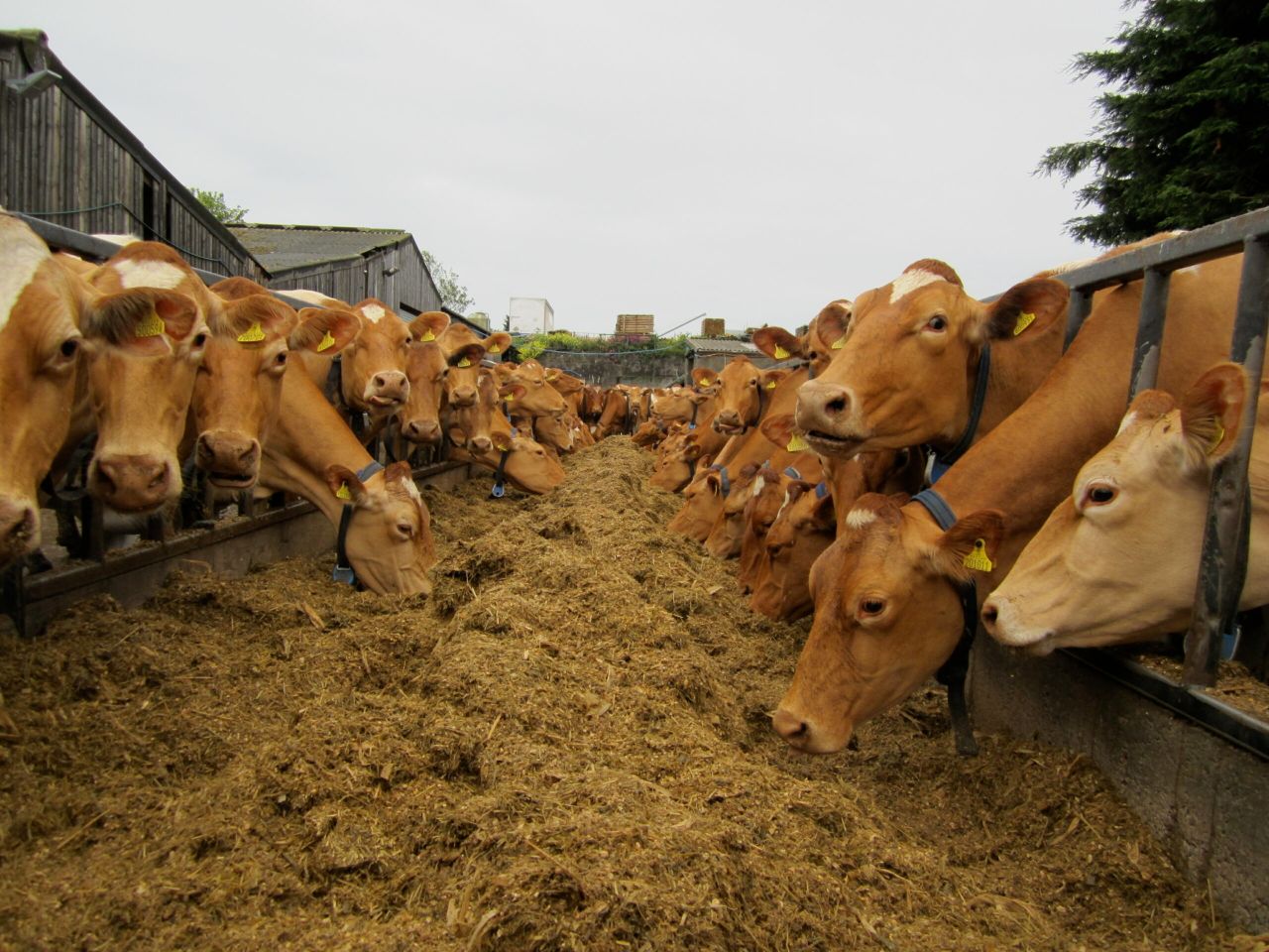 Global dairy trade falls for 7th consecutive time