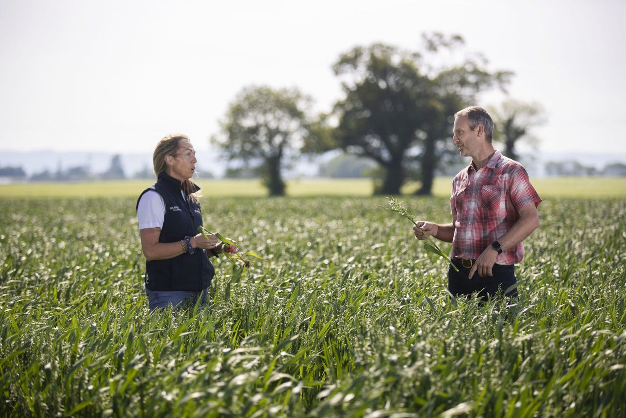 Glanbia seeks additional gluten-free oat growers