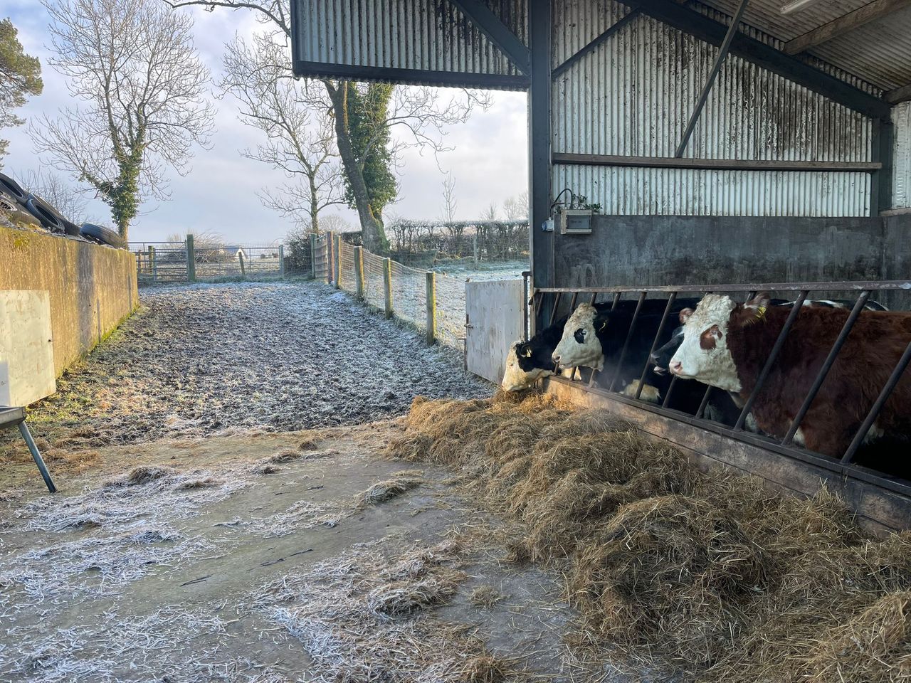 Dealing with frozen water pipes and livestock drinkers
