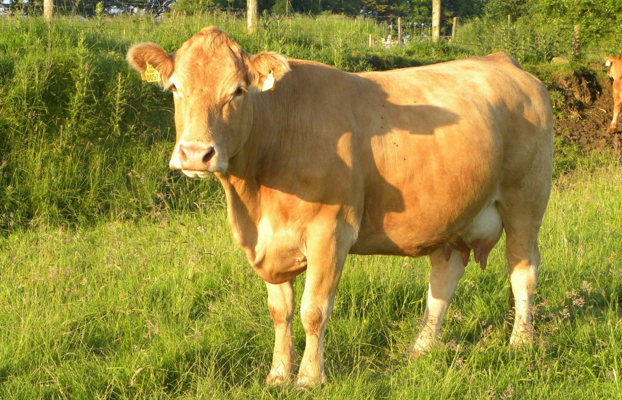 What does the future hold for Irish suckler cow numbers?