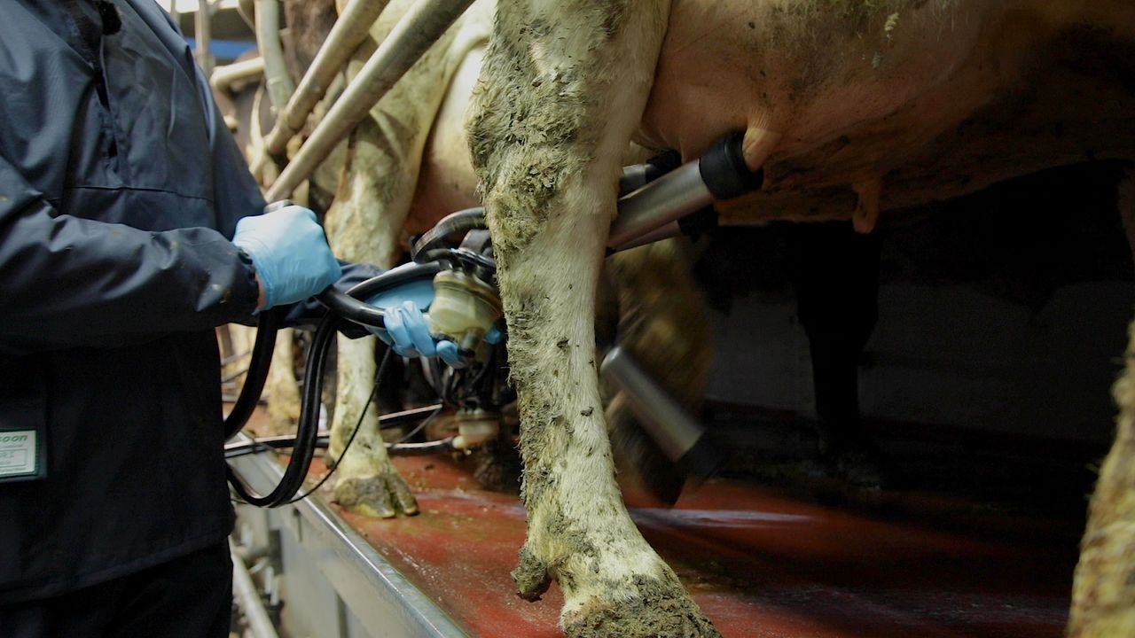 What is high SCC costing the dairy farm?