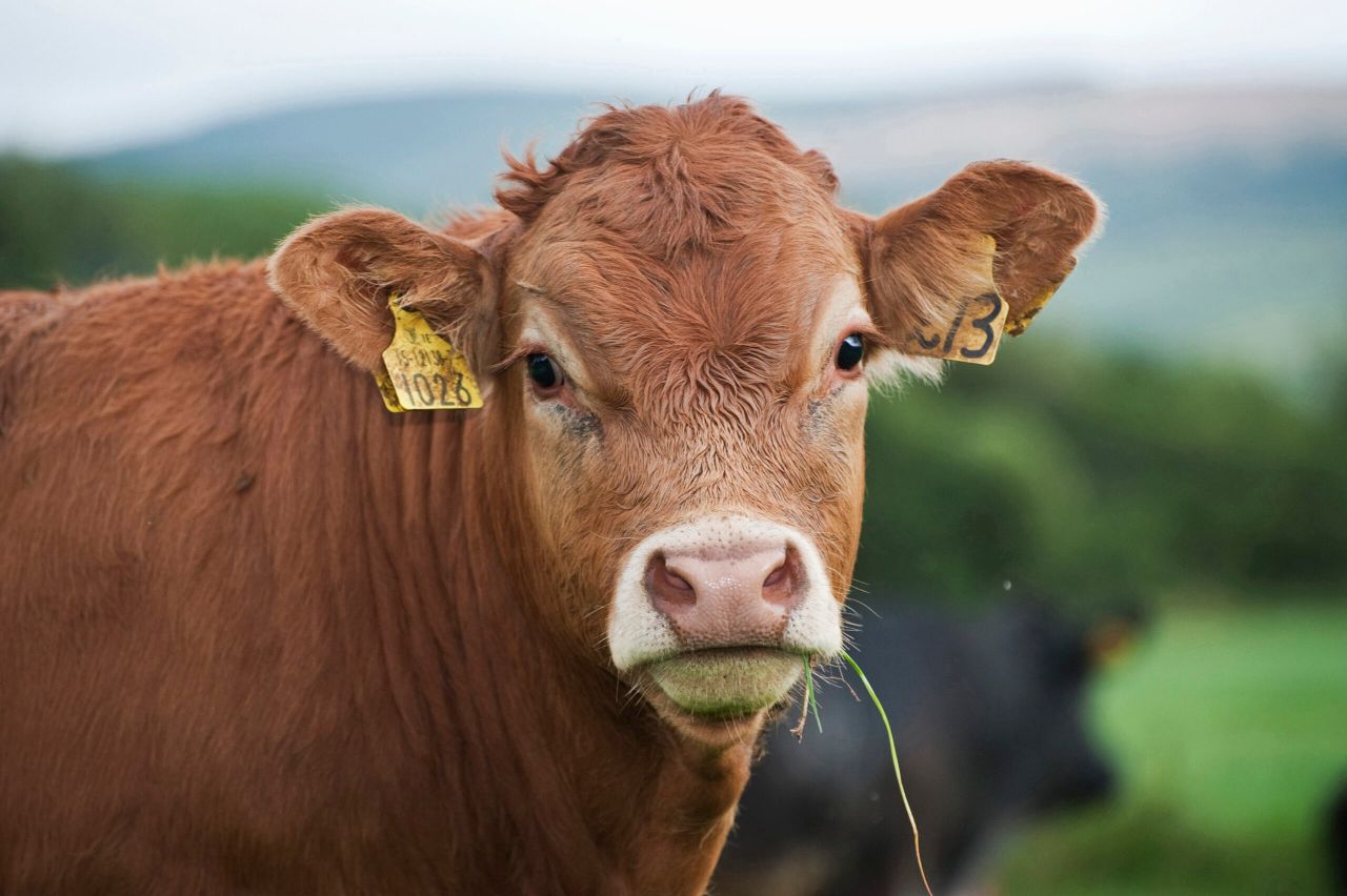 Pedigree Limousin up for grabs in 'Orchard County' fundraiser