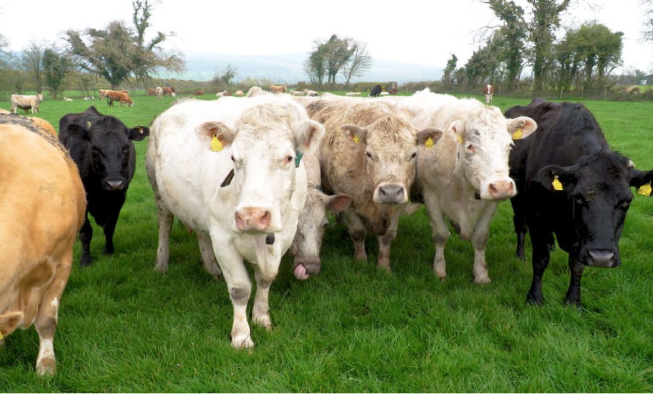 Caution urged as high levels of summer mastitis reported