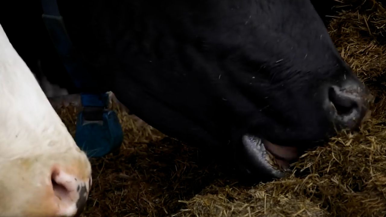 The Calf Show - Monday:  Preparing your farm for the arrival of calves
