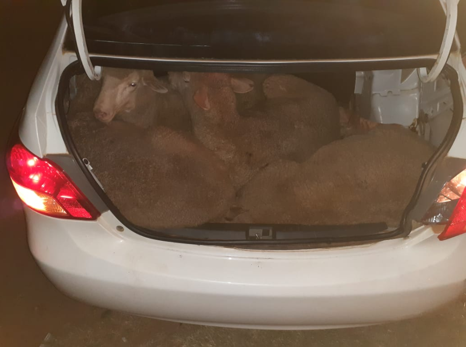 2 'thieves' arrested following discovery of 29 sheep in 2 vehicles