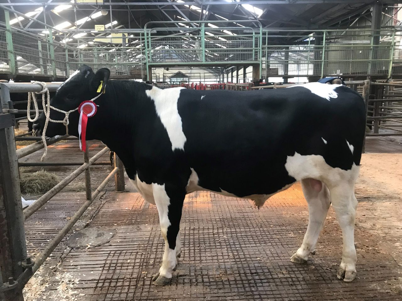 CHFC bull sale achieves top price of €3,300