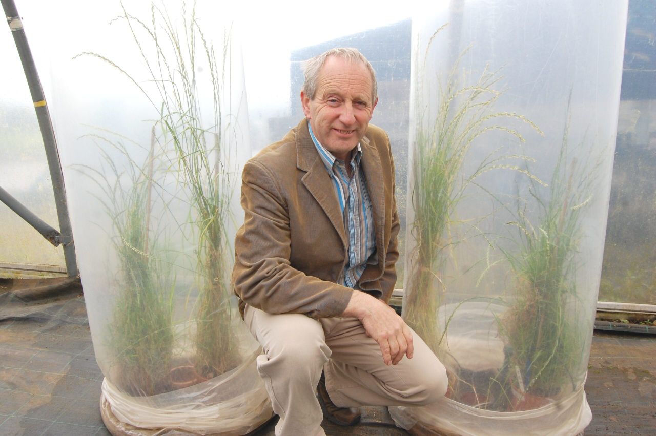 New late diploid ryegrass launched by AFBI