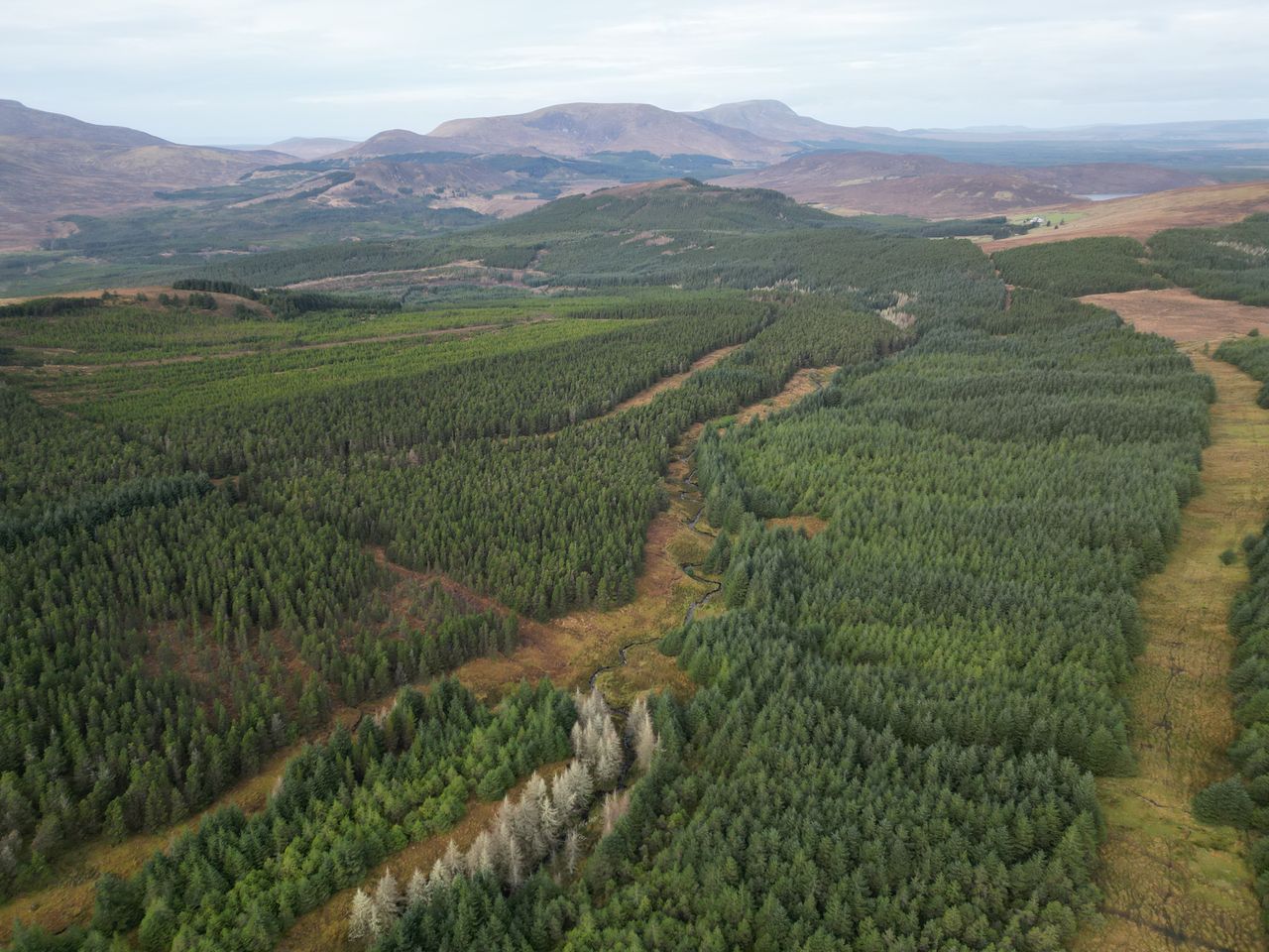 Varied restoring approach needed in Nephin Forest - study