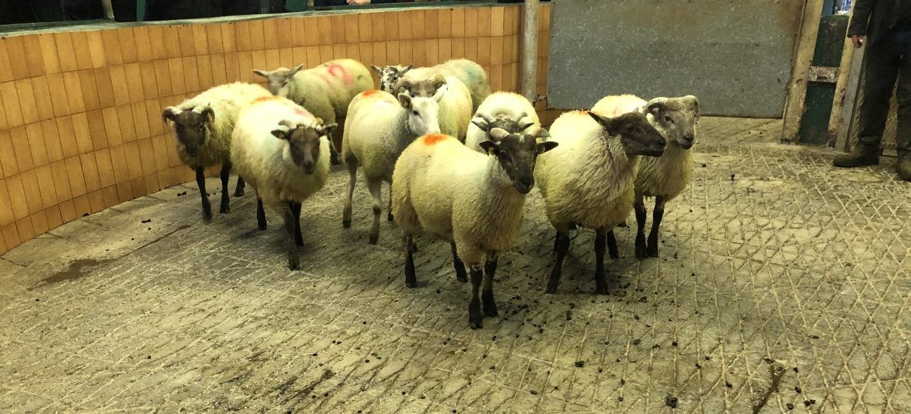 Finishing store lambs on a concentrate diet? What you need to know