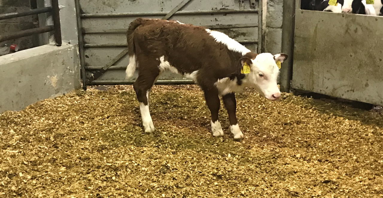 Calf trade: More beef-sired calves coming onto the scene