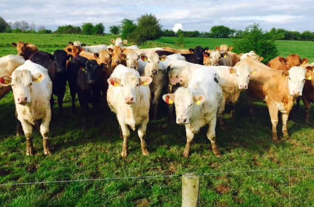 The 10 most frequently asked questions about the Beef Data and Genomics Programme