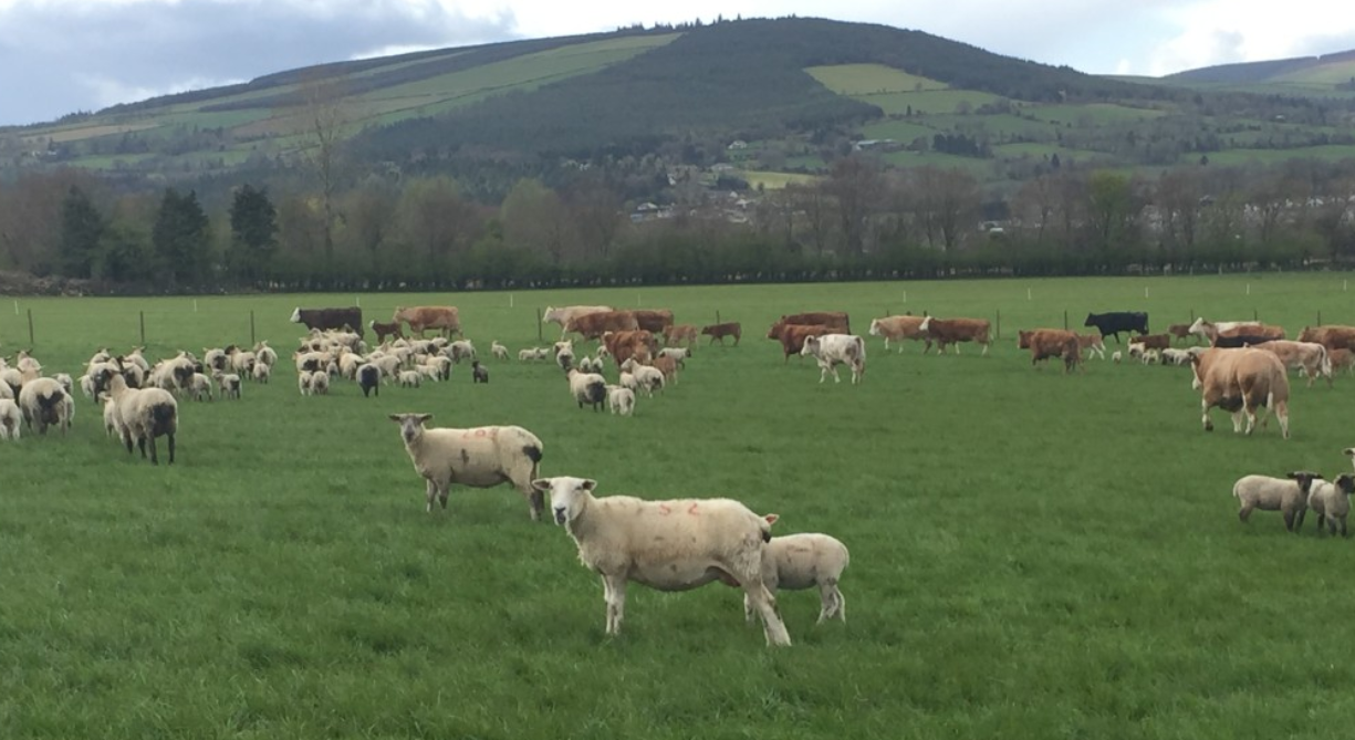 Surging beef price now almost on par with falling lamb price