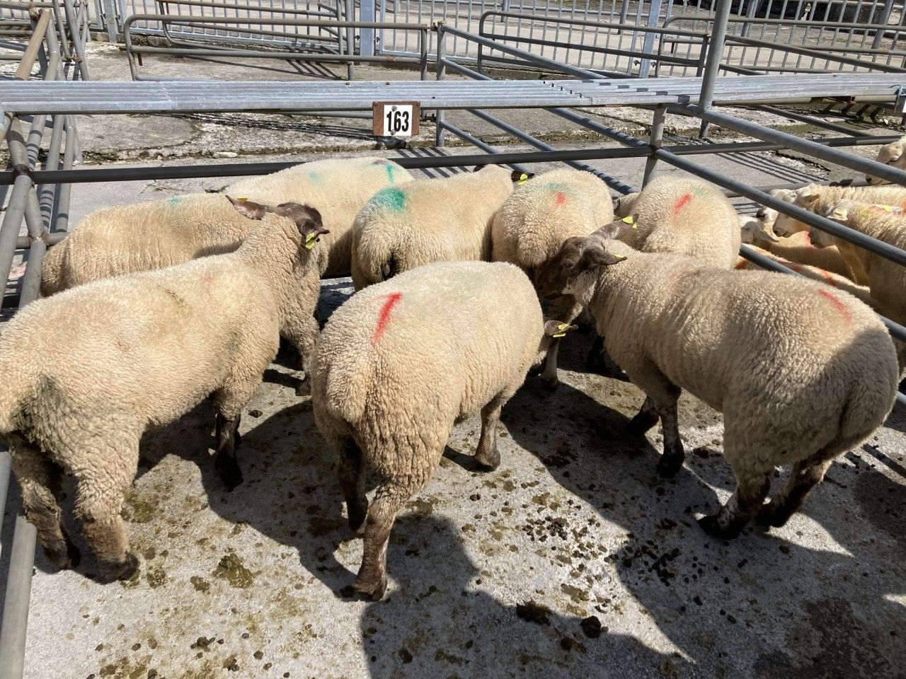 'Factories offering more despite lowering quotes for lambs'