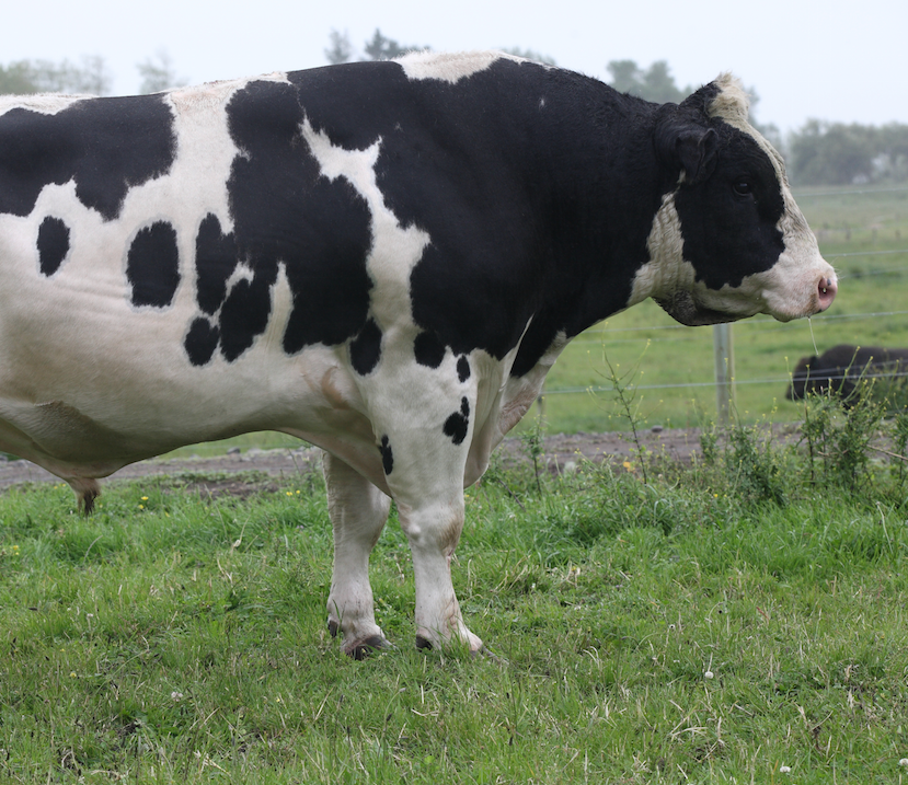 LIC to showcase top bulls at Ploughing