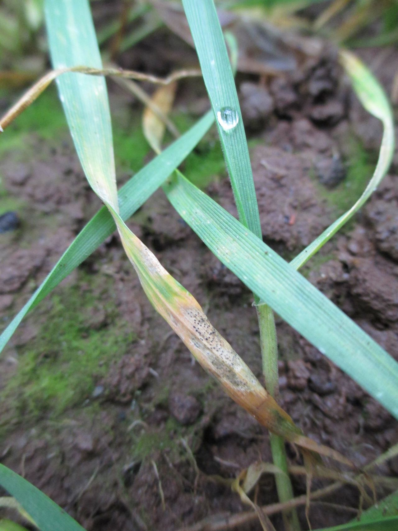 Septoria control in wheat – timing is everything
