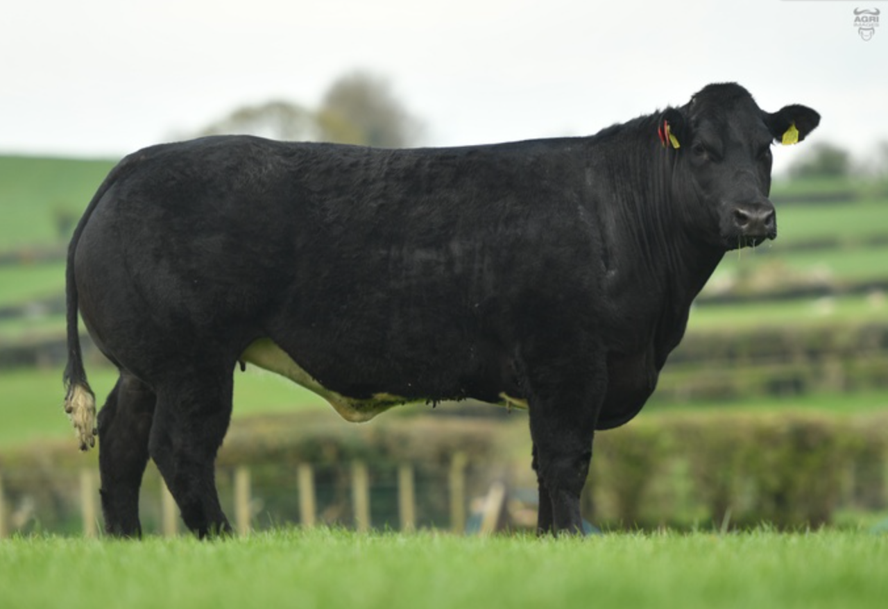 In-calf blue heifer sells for €11,900 at Jalex on-farm sale