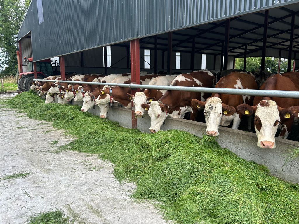 Guinan's cows