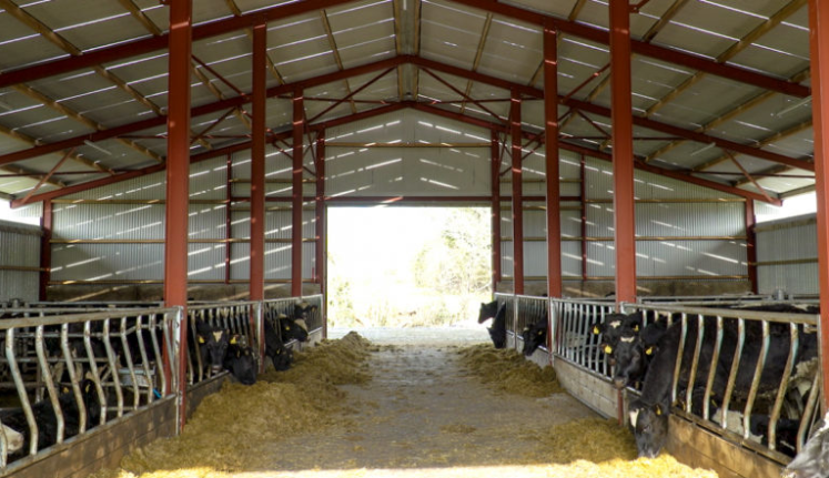 GrowthWatch: Rain forces stores indoors on heavy farms