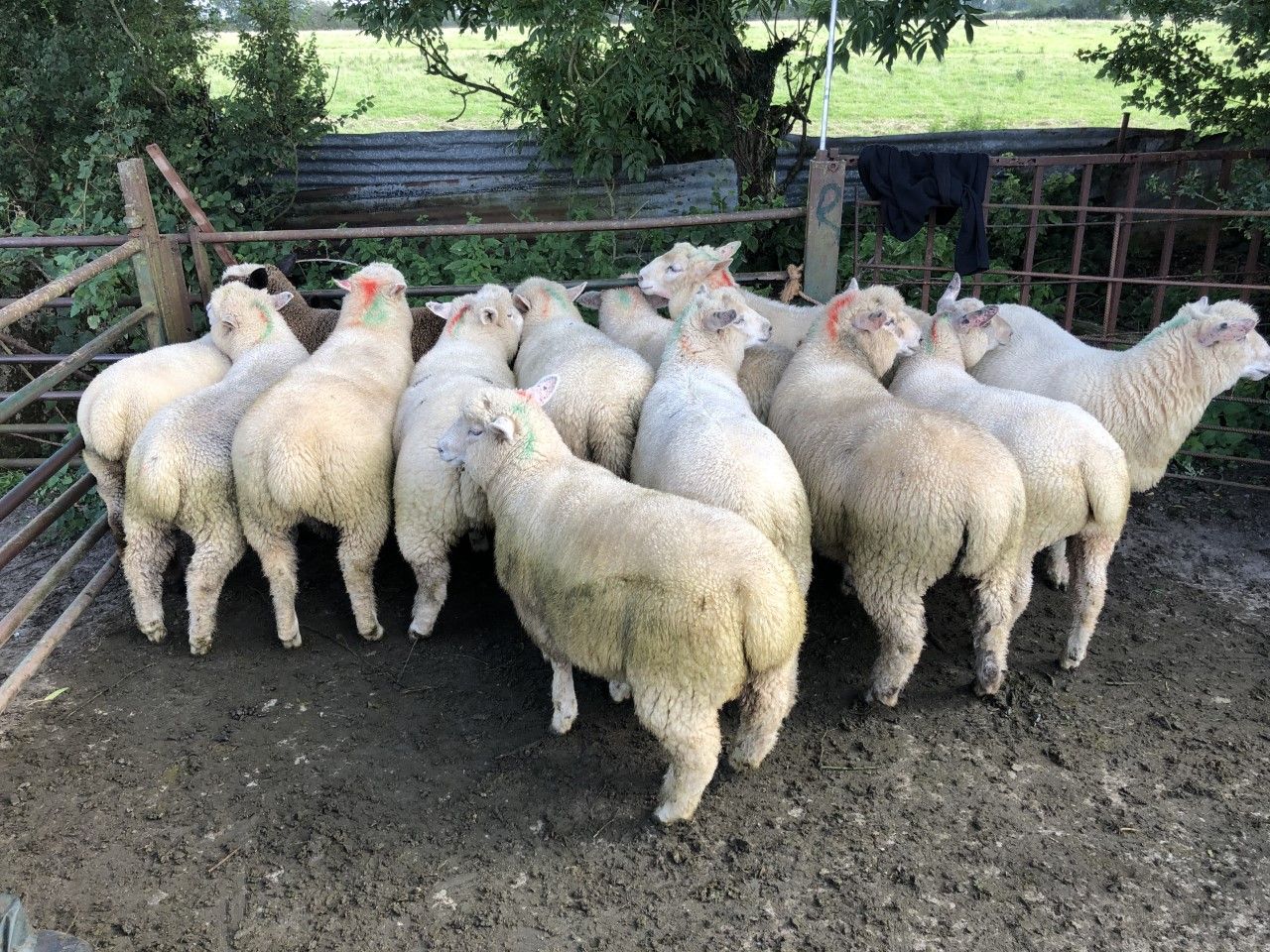 Sheep trade: Base prices for lambs up 5-10c/kg
