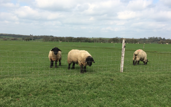 How to manage your rams after the breeding season
