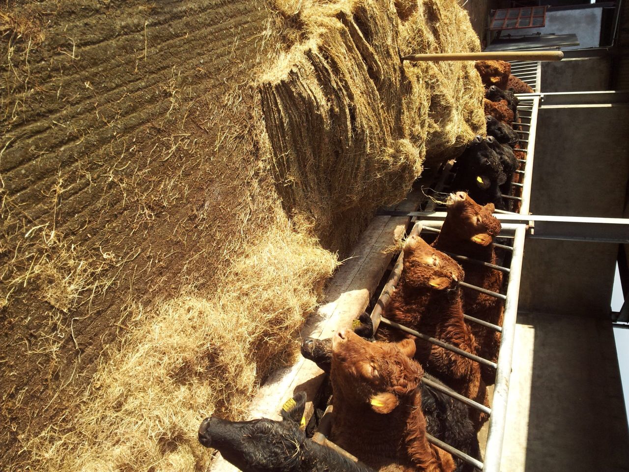 These tips from Teagasc will keep beef farmers busy this December