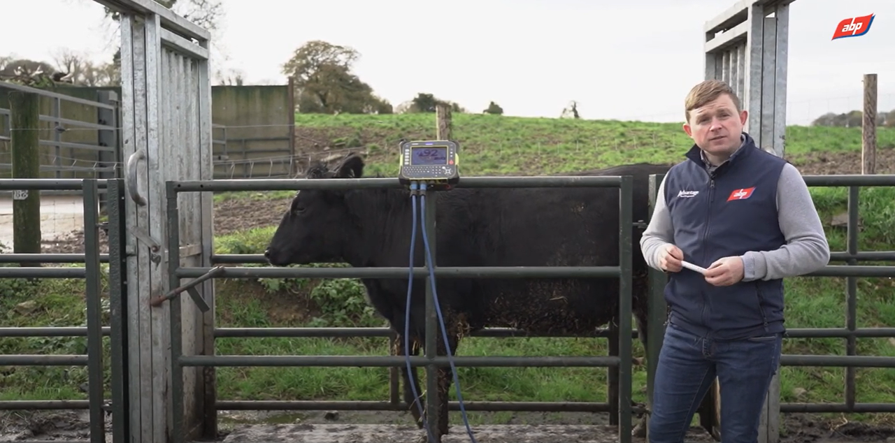 Video: Sire impact on weight gain of dairy-beef heifers