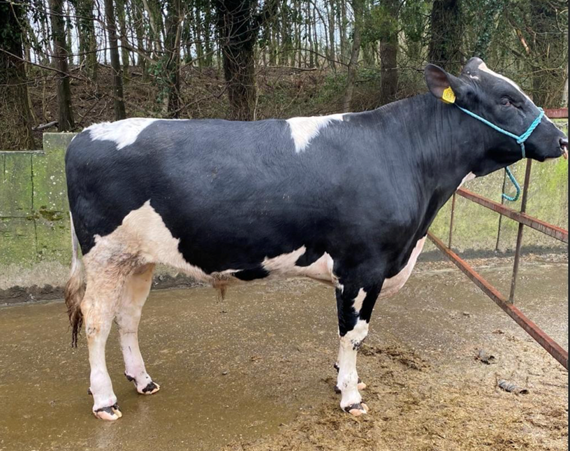 Prices reach €2,550 at Carnaross dairy sale