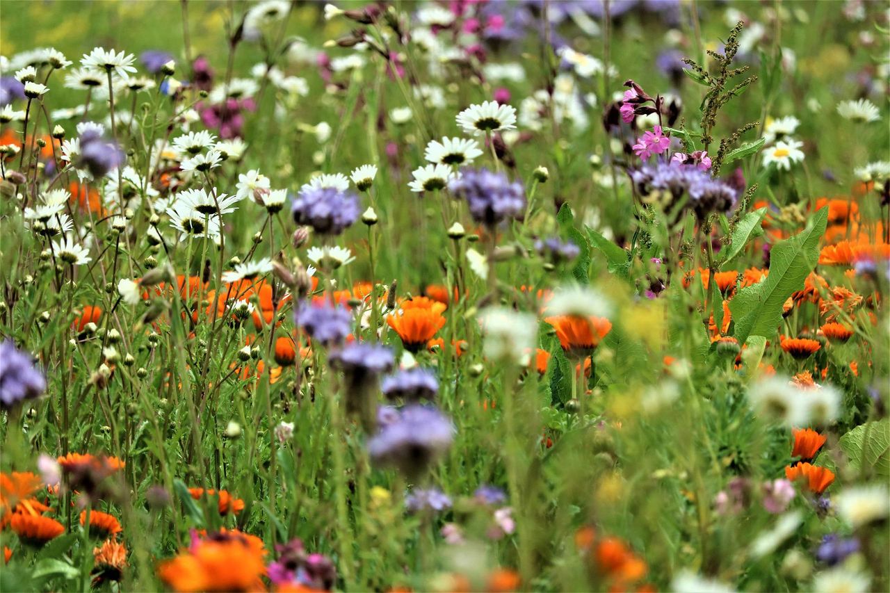 Public consultation on National Biodiversity Action Plan launched