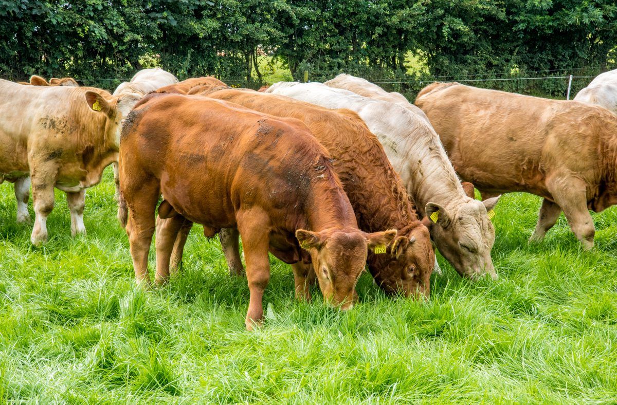 Analysis: Why exports to Turkey are growing increasingly important to Irish beef farmers