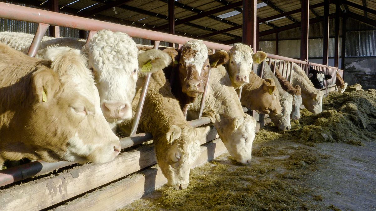 Tackling liver fluke this winter on cattle farms