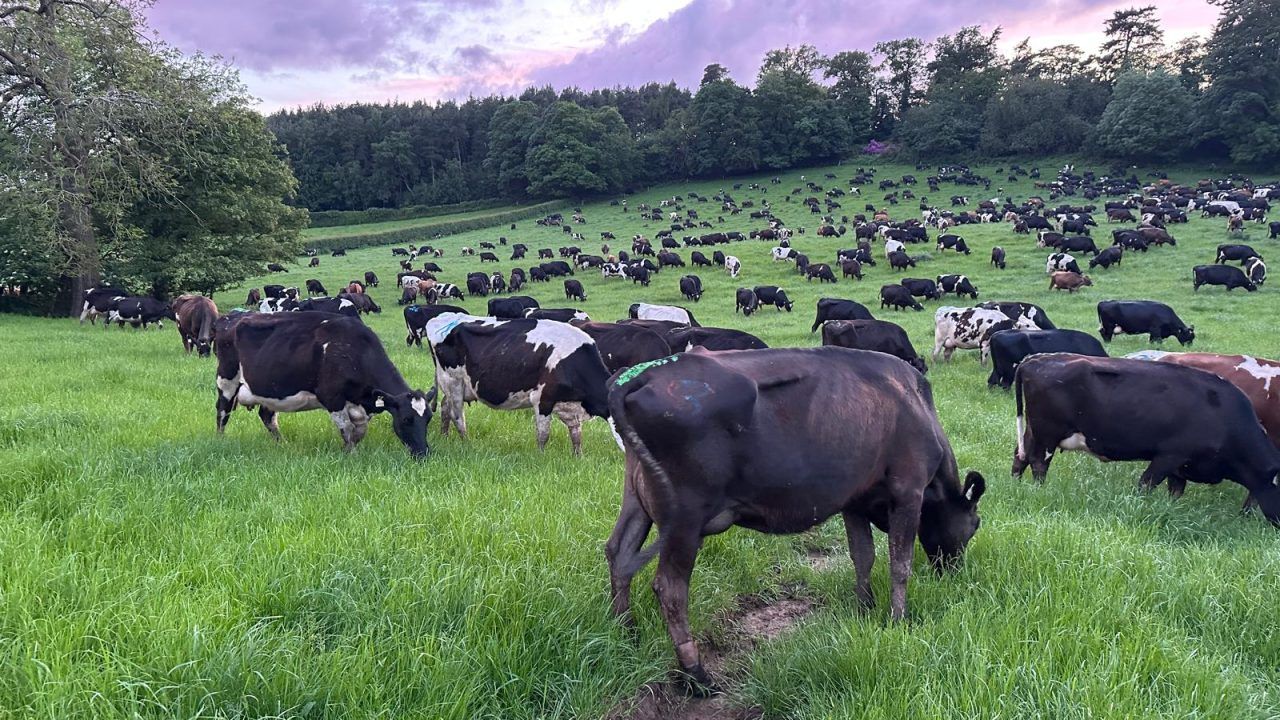 Dairy Throwback: Cork man manages 1,500-cow farm in England