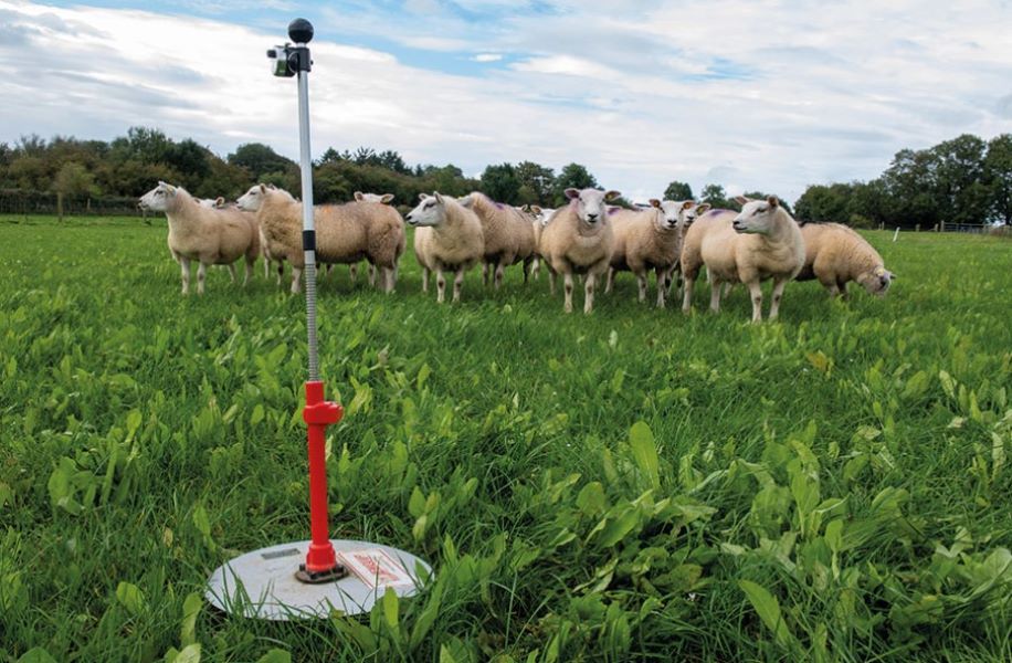 Sheep advice: Earlier slaughter weights on a mixed sward