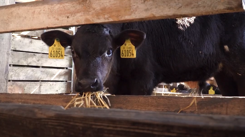 Teagasc Green Acres Calf to Beef Programme: Year 1 eProfit Monitor results