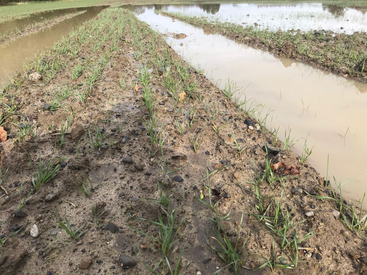 Tillage clock ticks on as rain continues