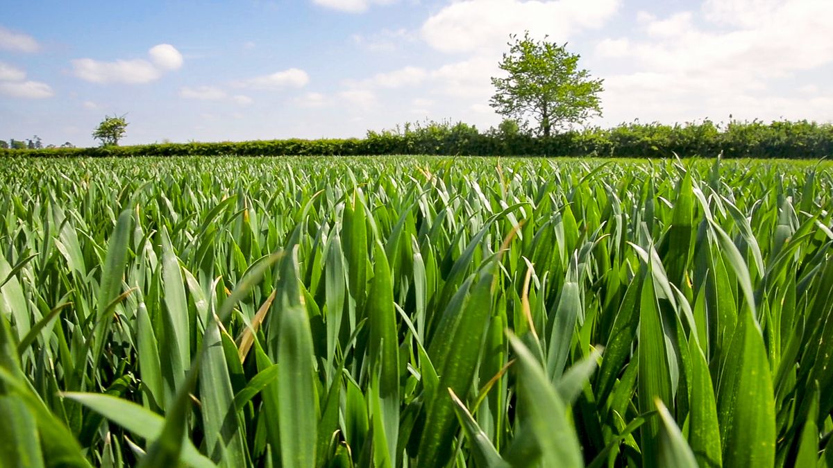Importance of crops within Irish economy highlighted at conference