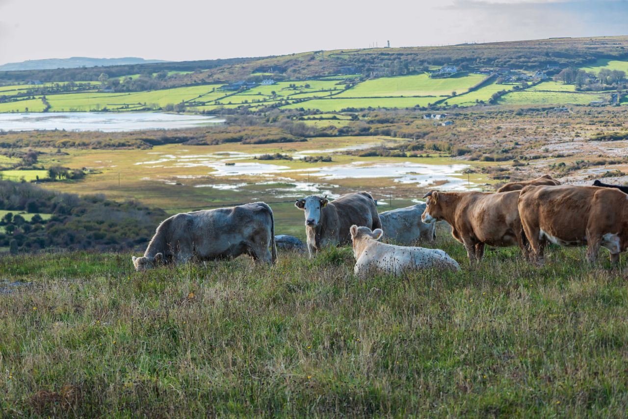 Cooney blasts RTÉ’s portrayal of farming as the 'climate villain’