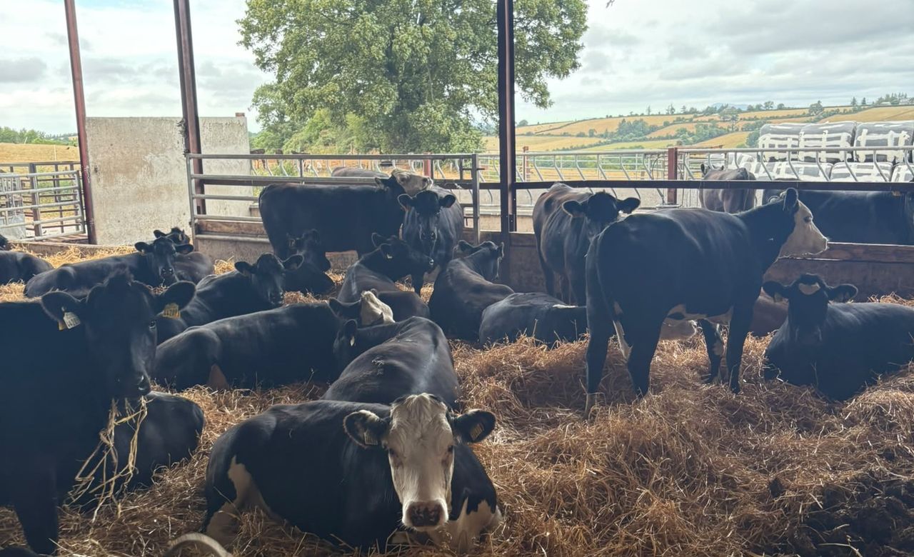 Managing forward cattle as grass growth stalls on ABP Demo Farm