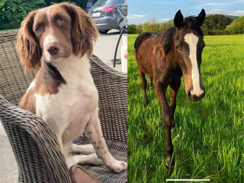 Dog and horse reported missing in Co. Wexford