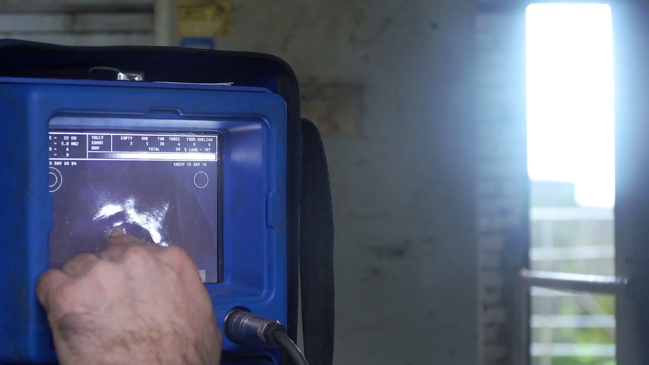The ins and outs of scanning ewes