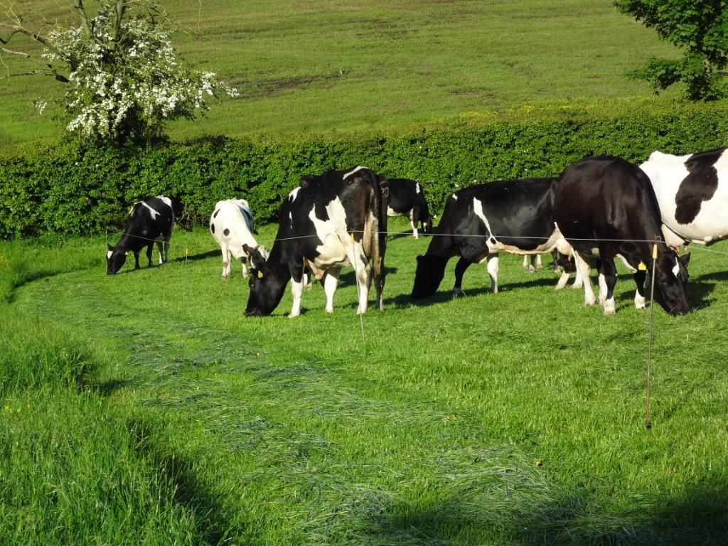 Ireland and New Zealand farmers team up for Pasture Summit