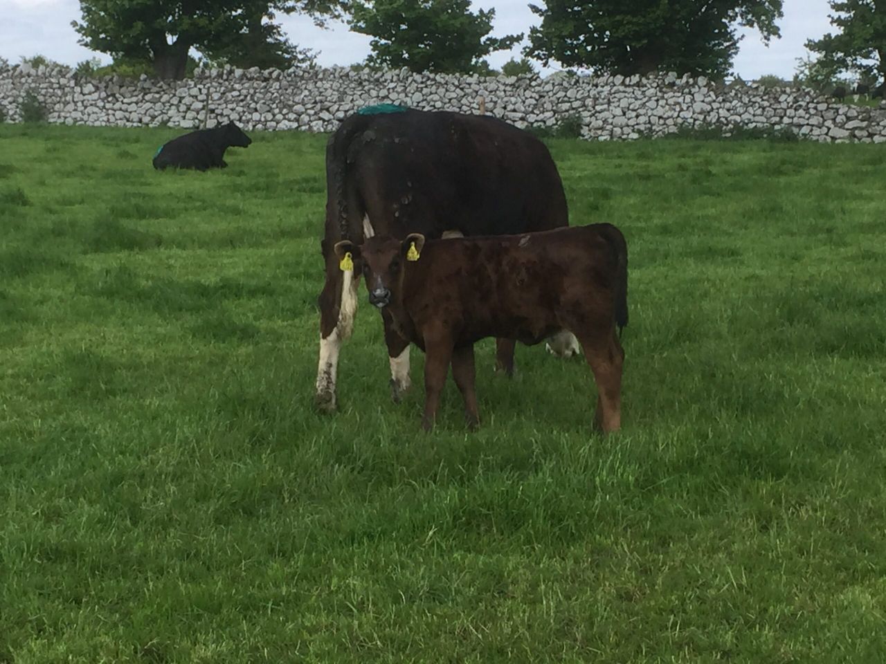 Pics and video: Are suckler cows sourced from the dairy herd the way forward?