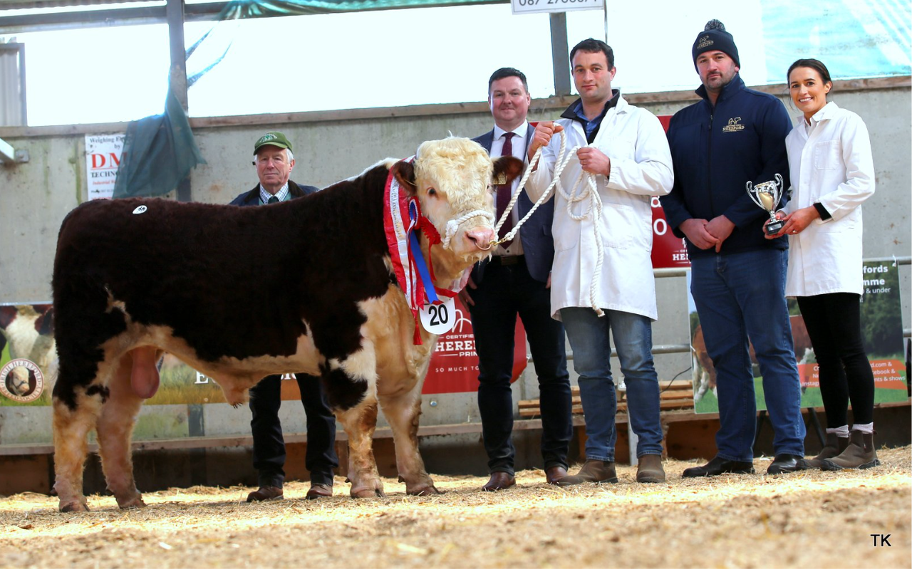 Hereford bulls hit €6,000 at premier sale in Tullamore