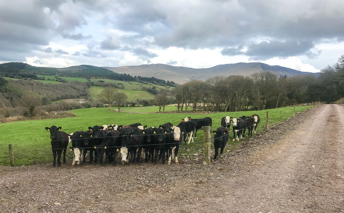 Increasing carcass weight, conformation and achieving a faster finish in Co. Waterford