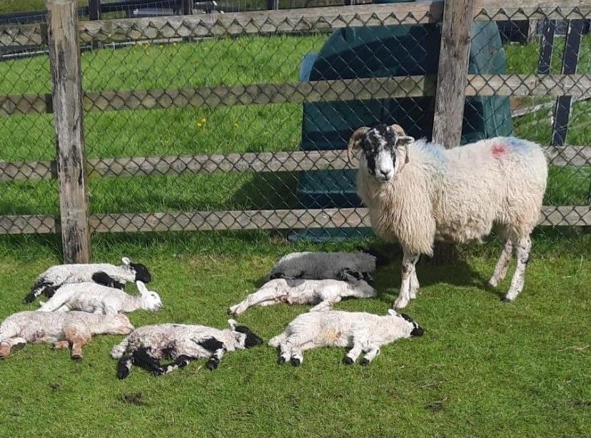 Dog attacks on livestock hit 'unprecedented levels' - farm org