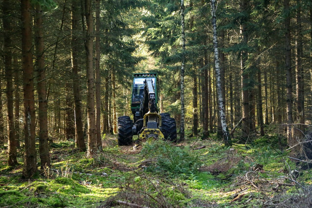 How is the NI forestry development project faring at midpoint?