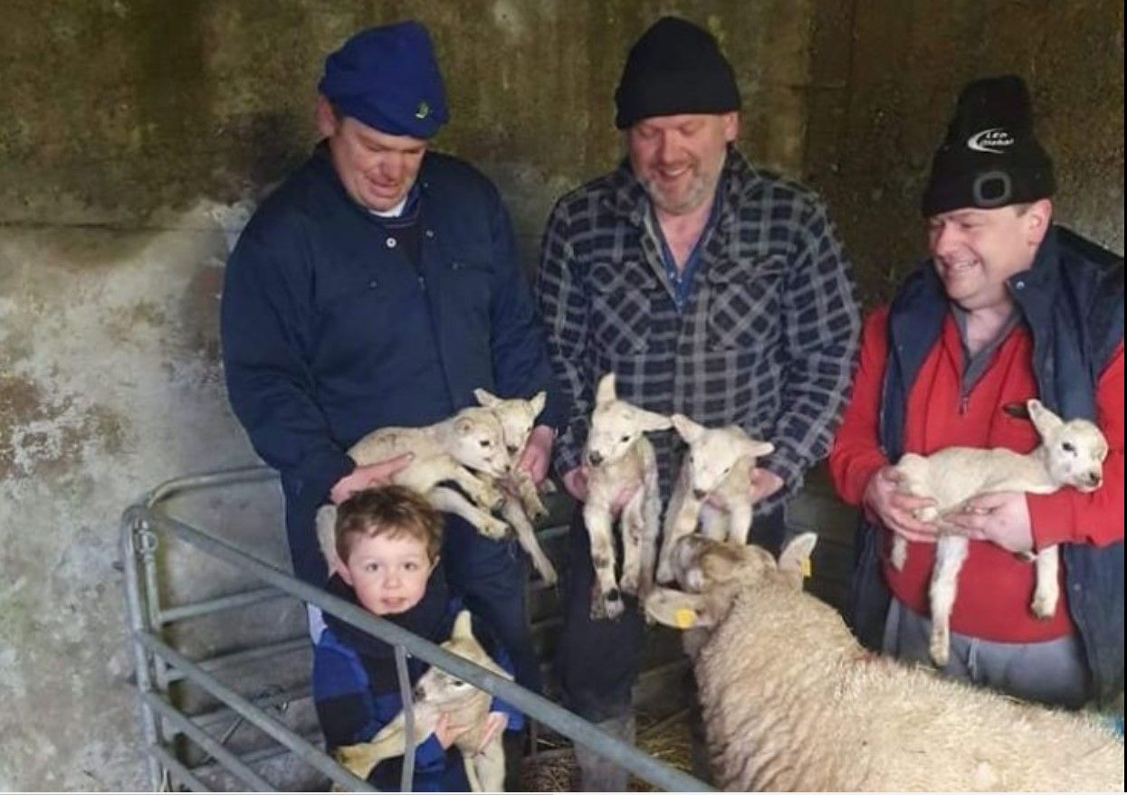 Yuletide ewe: 'Hardy' sextuplet lambs born on midlands farm