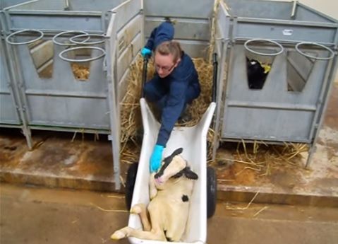 Calf barrow designed to do the lifting and carrying of calves