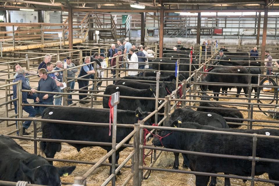 Angus on the up: Munster show and sale on next week