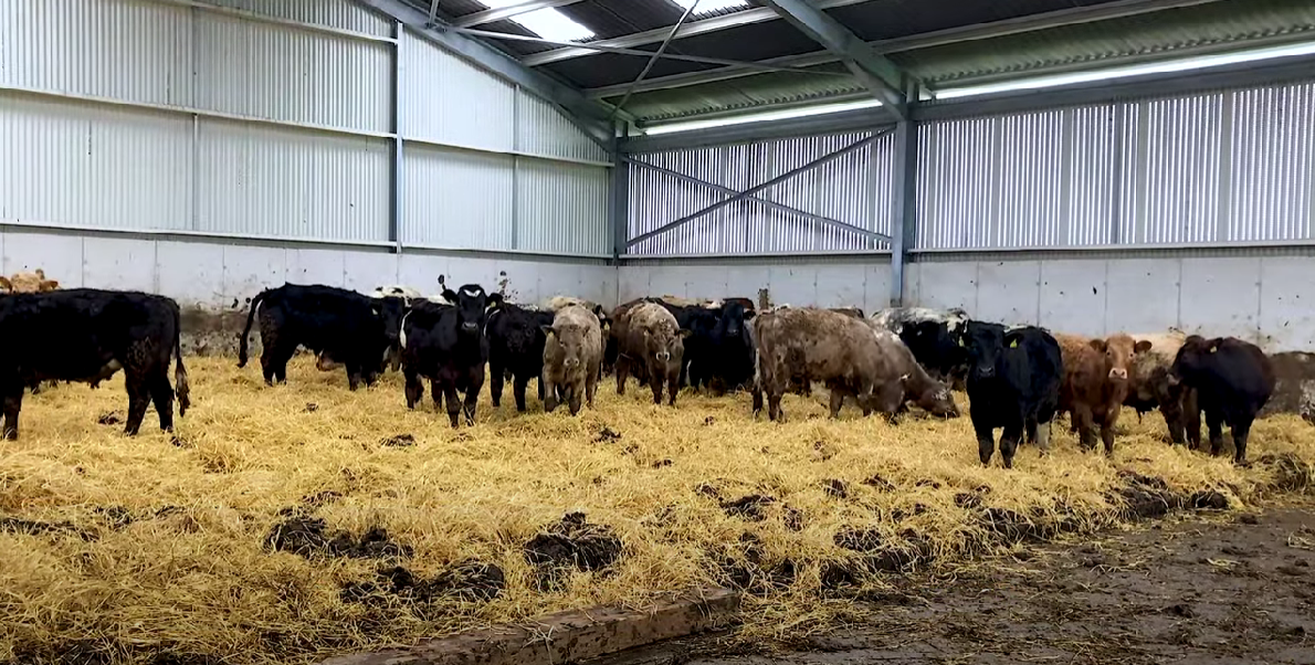 Housing: Calculating space allowances for cattle in organics